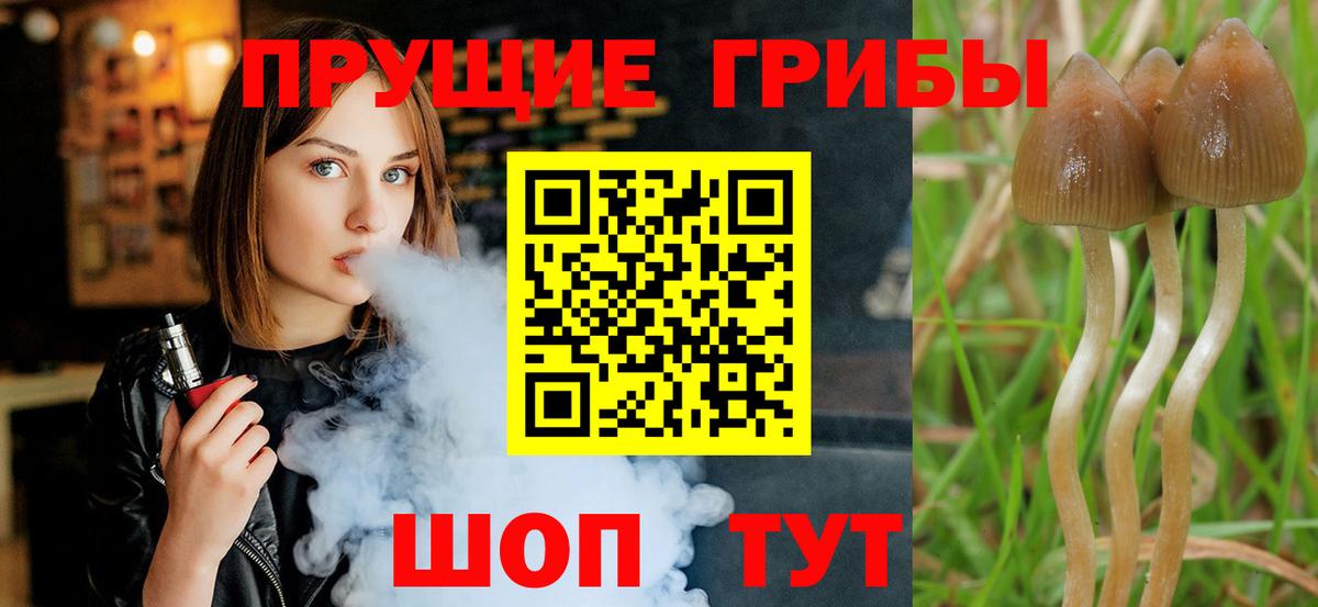 Галлюциногенные грибы Psilocybe Холмск